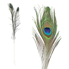 10 Stück Pfauenfedern