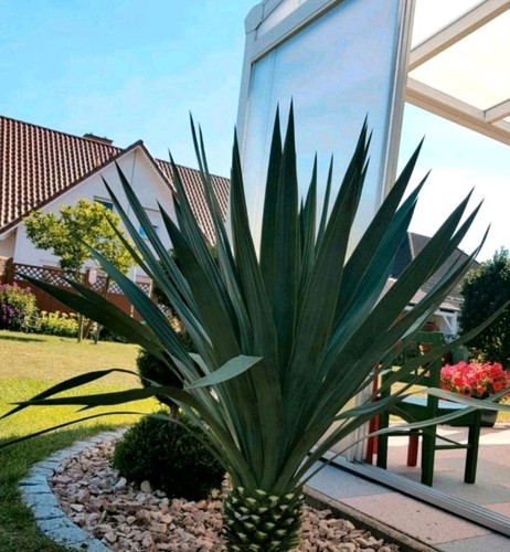 Jährige yucca recurvifolia - 2,