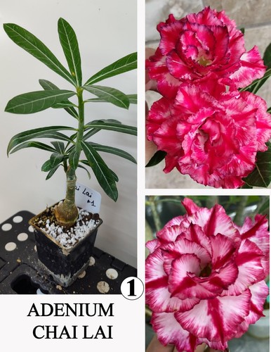 Adenium chai lai wustenrose - chai,