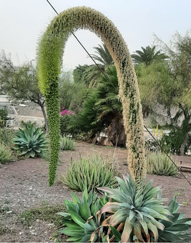 Agave attenuata schwanenhals - -,