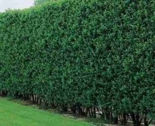 Heckenpflanzen - Liguster Liga - 60-70 cm hoch - 4-5 Triebe - Co. 5 L