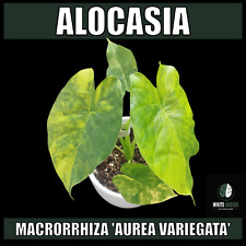 Alocasia macrorrhiza Aurea