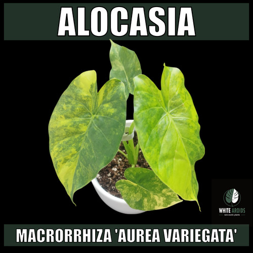 Alocasia macrorrhiza aurea - alocasia,