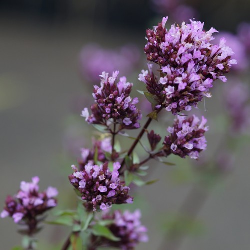 Blumixx stauden origanum - stauden,