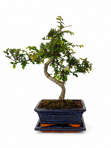 Bonsai zelkova parvifolia - zelkova,