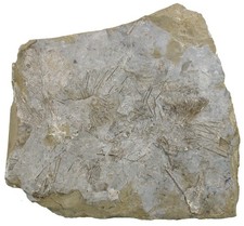 Karbon archaeocidaris - karbon, 2x