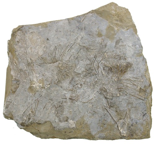Karbon archaeocidaris - ,