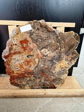 5kg!! VERSTEINERTES Holz Sachsen Hainichen Anschliff 320 Mio Jahre alt 30x30cm