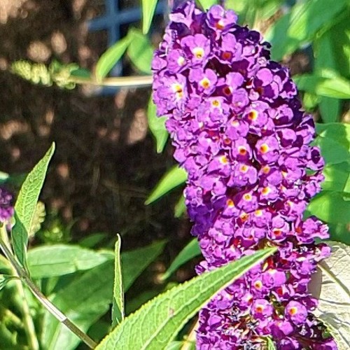 Budleja dawida royal red - dawida,
