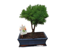 Fichte Freiland-Bonsai Gartenbonsai in dekorativer Schale winterharte Picea