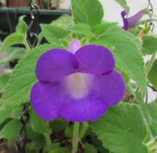 Achimenes mexicana - 3
