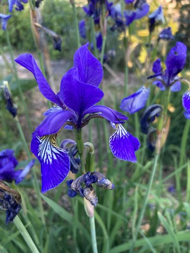 Sibirische schwertlilie - 4,