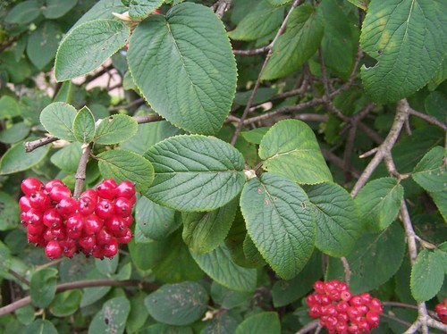 Wanderbaum viburnum lantana - wanderbaum,