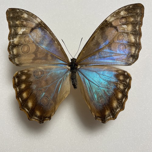 Entomologie morpho aurora - entomologie*morpho,