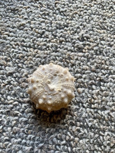 Wunderschöner fossiler