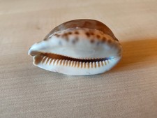 Sehr alte Kaurimuschel Gattung Cypraea Kaurischnecke (ChatGPT) 8,5 x 3,5 cm