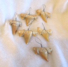 1 Haifischzahn ~~ Anhänger ~~