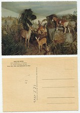 26330 -Bad Harzburg -Haus der Natur - Rot- und Muffelwild -AK, datiert 28.8.1962