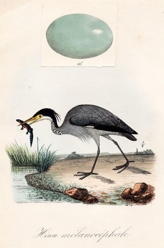 Heron melanocephale oiseaux