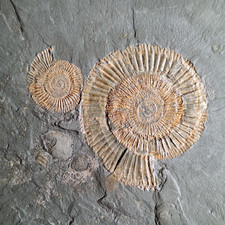 2 Ammoniten Fossil auf Schieferplatte Holzmaden Sammlungsauflösung
