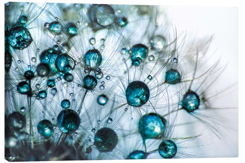 Leinwandbild pusteblume - leinwandbild,