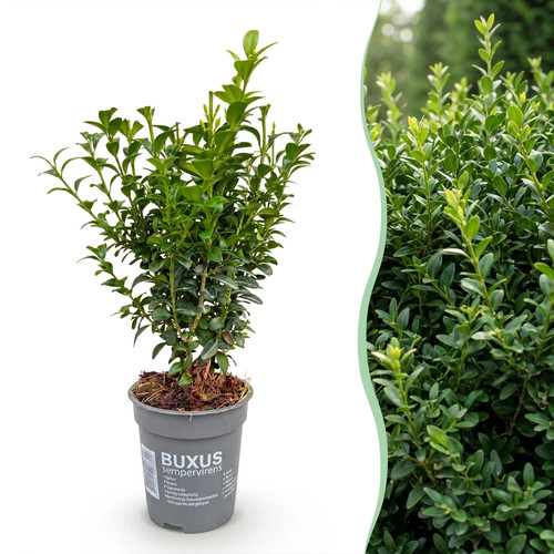 24x buxus sempervirens - 24x,