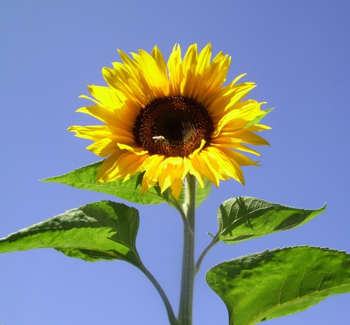 Sonnenblume samen 2014 - sonnenblume,