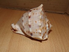 cassis cornuta schöner Panzer