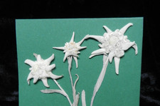 3x echtes Edelweiß ,gepreßt