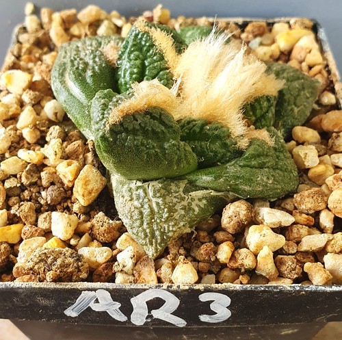Ariocarpus auf eigenen wurzeln - ariocarpus,