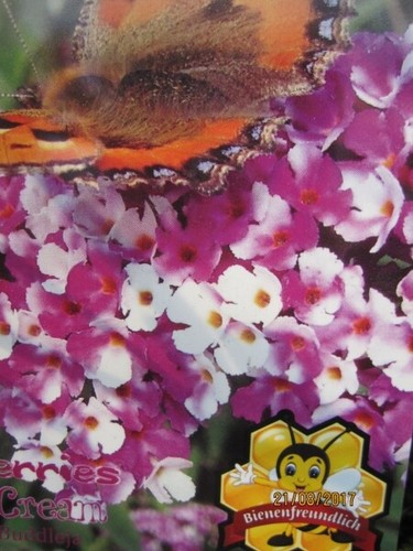 Buddleja davidii berries and - berries,