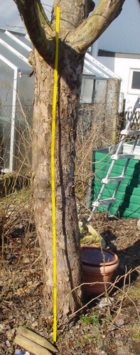 Apfelholz apfel stamm zum - apfelholz,