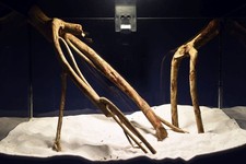 Aquarium Wurzel - SET / Talawa / Teawood / Pionierholz / Aquarium Deko TE797