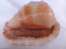 Dekorative große Muschel