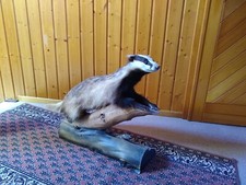 Dachs Präparat Tierpräparat