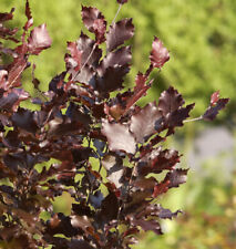 Säulen Blutbuche Dawyck Purple 100-125cm - Fagus sylvatica