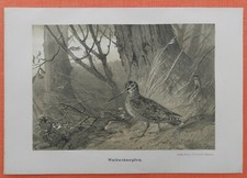Waldschnepfe  Scolopax