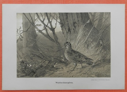 Waldschnepfe scolopax - waldschnepfe,