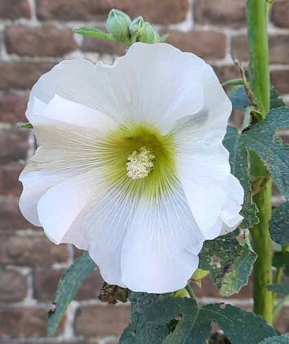 Stockrosen samen bauernrosen - samen,