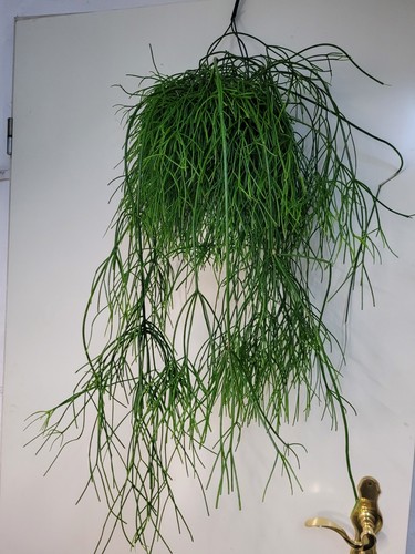 Rhipsalis cassutha große