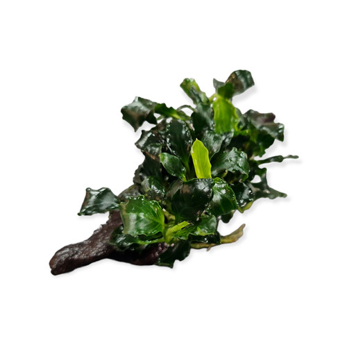 Anubias nana kirin - anubias, nano-
