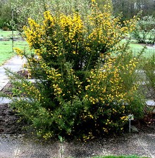 Ginster stechginster ulex - ginster,