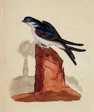 Mehlschwalbe Martin