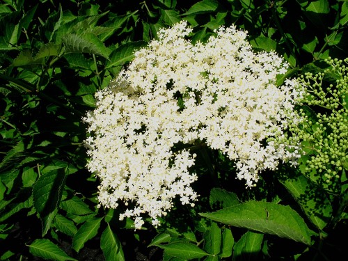 Holunder haschberg sambucus - holunder,