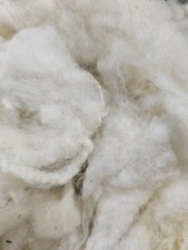 Coburger-Fuchsschaf - Rohwolle