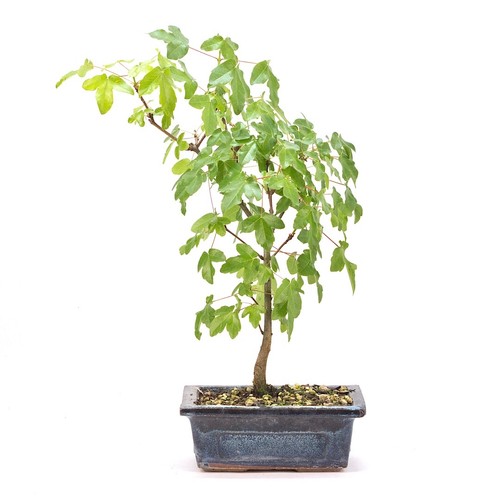 Bonsai felsen ahorn acer - felsen-ahorn, 'acer