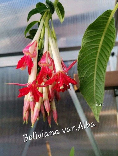 Fuchsie boliviana alba - ,