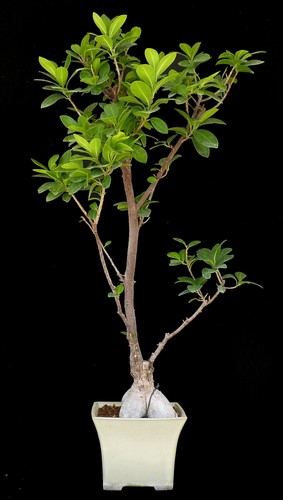 Bonsai ficus ginseng - bonsai,