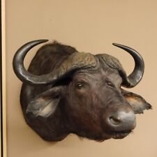 Kaffernbüffel Büffel B 85 cm