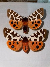 Arctia caja brittanicus Pair